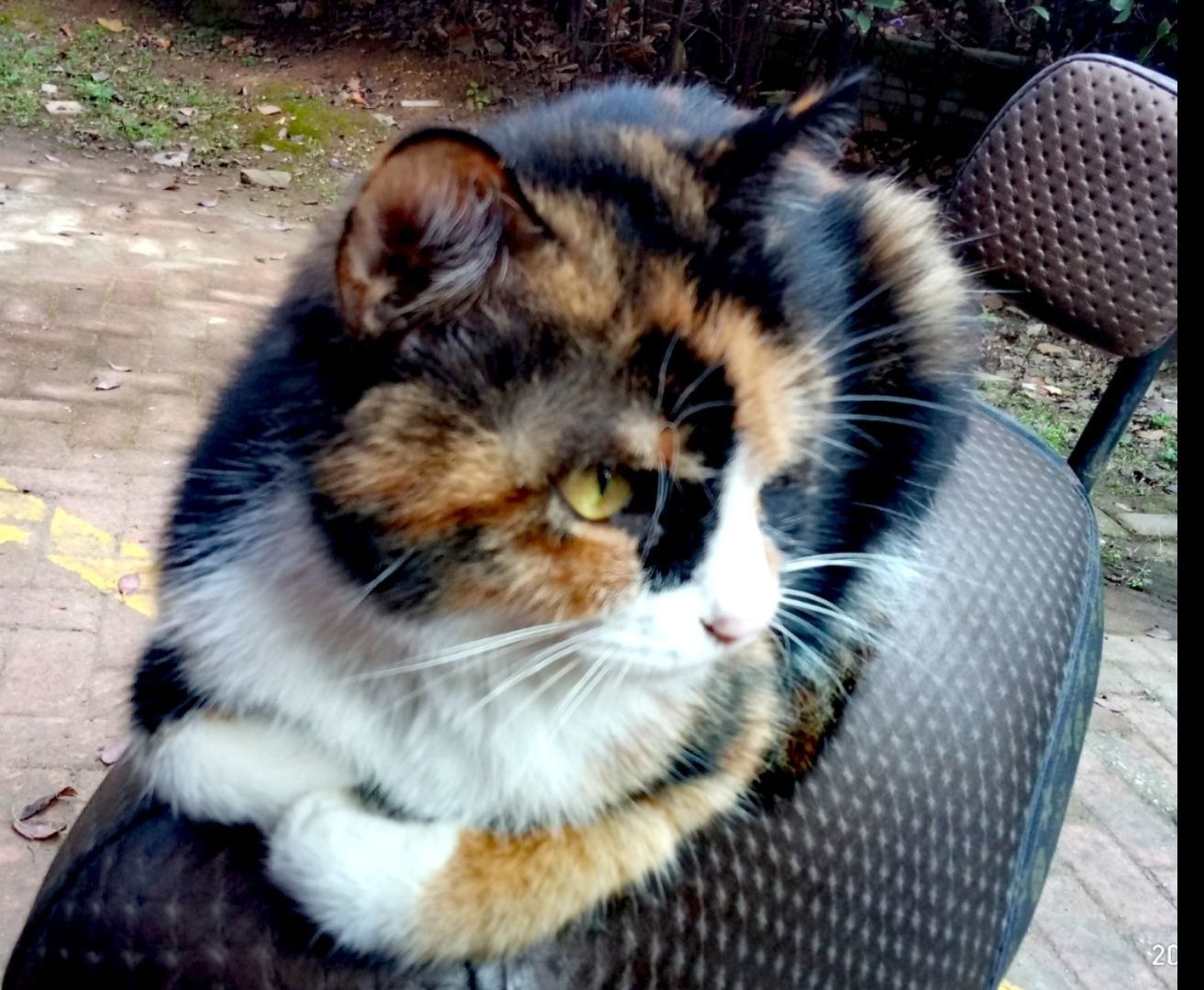 十二生肖的故事(中英文版) 生肖里面没有猫_十二生肖为什么没有猫_生肖没有猫的故事