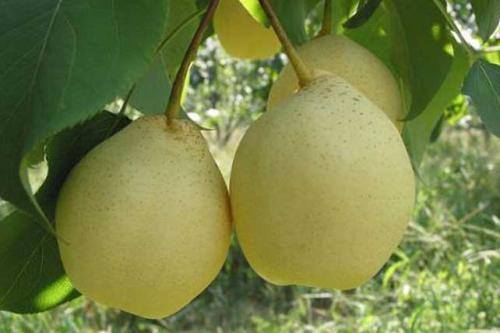 梨种类知多少,24种梨(配图)看你见过几种? 厚皮_厚皮椒怎么腌制方法_厚皮菜