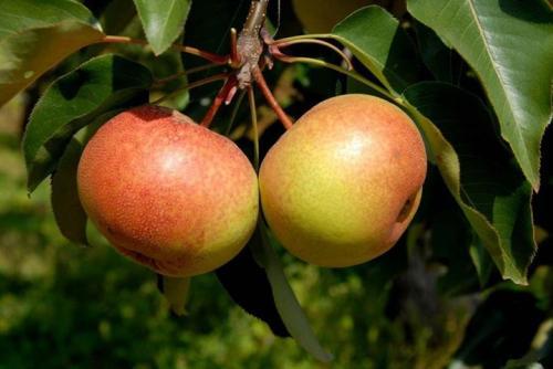 梨种类知多少,24种梨(配图)看你见过几种? 厚皮椒怎么腌制方法_厚皮菜_厚皮