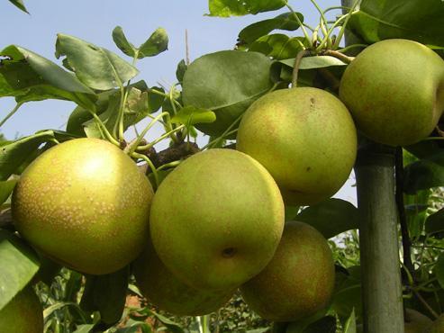 梨种类知多少,24种梨(配图)看你见过几种? 厚皮_厚皮菜_厚皮椒怎么腌制方法