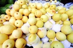 梨种类知多少,24种梨(配图)看你见过几种? 厚皮_厚皮椒怎么腌制方法_厚皮菜