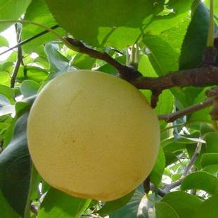 梨种类知多少,24种梨(配图)看你见过几种? 厚皮椒怎么腌制方法_厚皮_厚皮菜