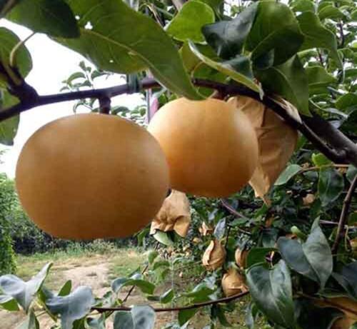 梨种类知多少,24种梨(配图)看你见过几种? 厚皮菜_厚皮_厚皮椒怎么腌制方法