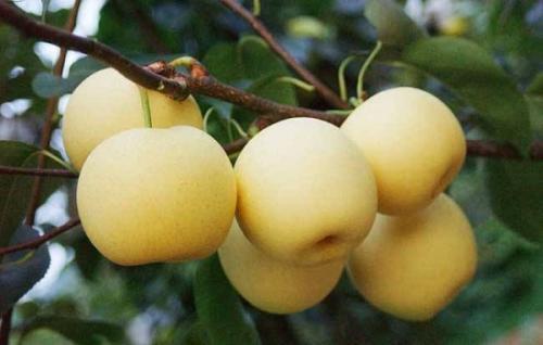 梨种类知多少,24种梨(配图)看你见过几种? 厚皮_厚皮菜_厚皮椒怎么腌制方法