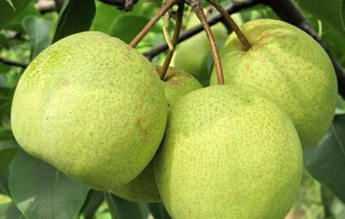 梨种类知多少,24种梨(配图)看你见过几种? 厚皮菜_厚皮_厚皮椒怎么腌制方法