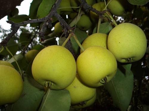 梨种类知多少,24种梨(配图)看你见过几种? 厚皮椒怎么腌制方法_厚皮_厚皮菜