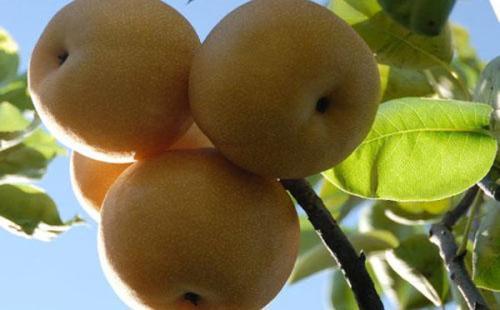 梨种类知多少,24种梨(配图)看你见过几种? 厚皮椒怎么腌制方法_厚皮菜_厚皮