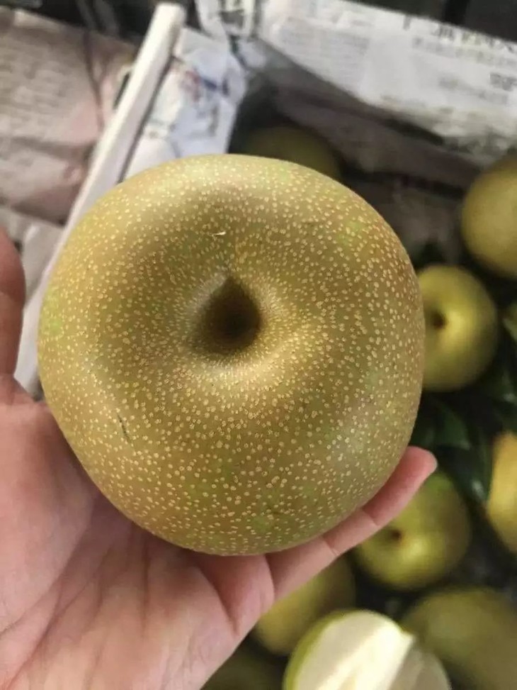 梨种类知多少,24种梨(配图)看你见过几种? 厚皮椒怎么腌制方法_厚皮_厚皮菜