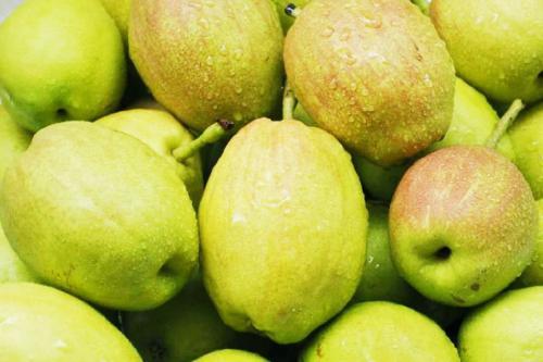 梨种类知多少,24种梨(配图)看你见过几种? 厚皮菜_厚皮椒怎么腌制方法_厚皮