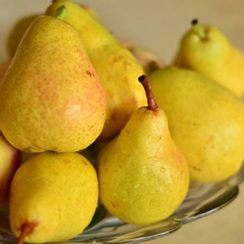 梨种类知多少,24种梨(配图)看你见过几种? 厚皮菜_厚皮_厚皮椒怎么腌制方法