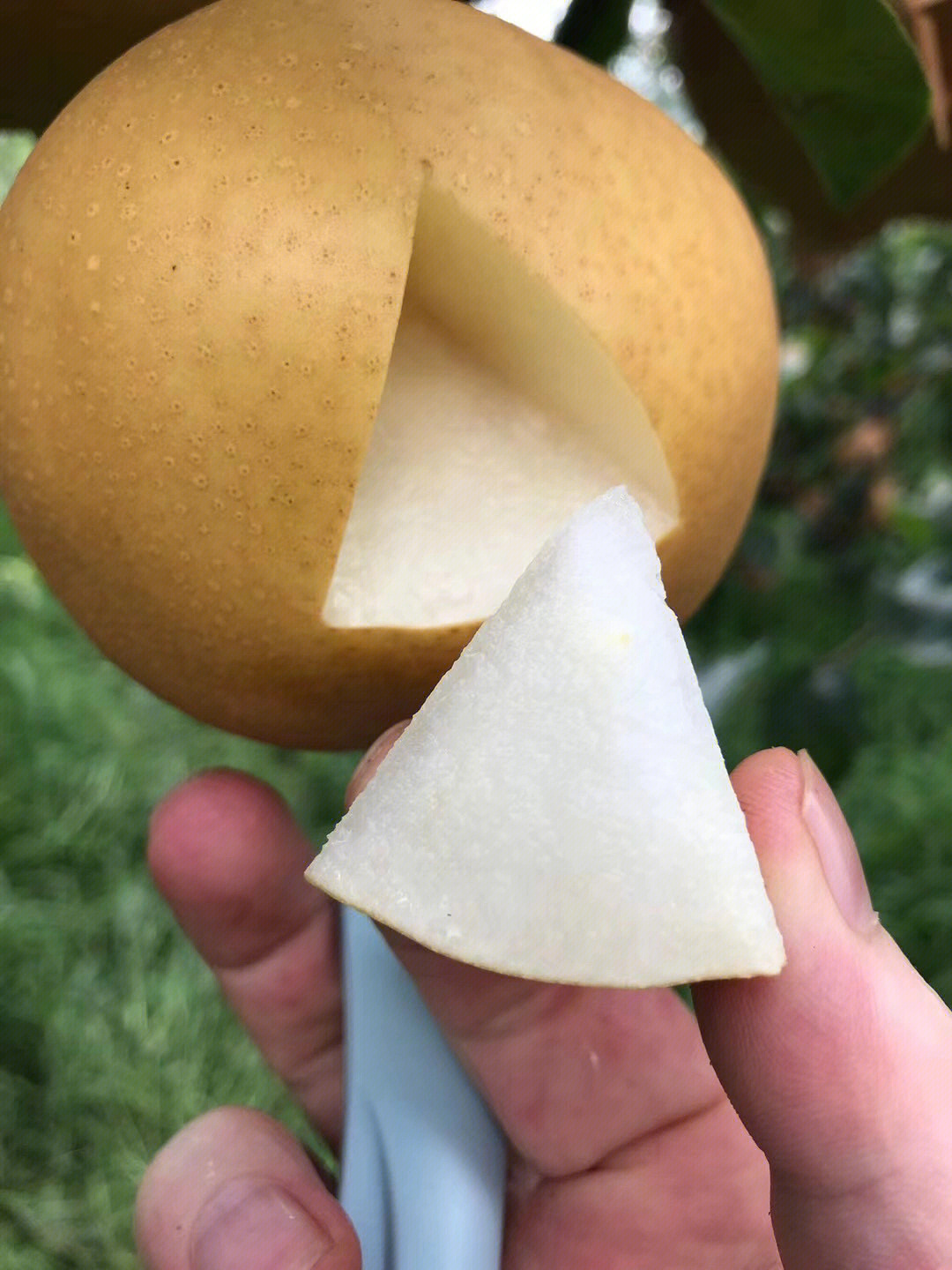 梨种类知多少,24种梨(配图)看你见过几种? 厚皮_厚皮菜_厚皮椒怎么腌制方法