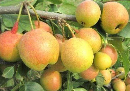 梨种类知多少,24种梨(配图)看你见过几种? 厚皮椒怎么腌制方法_厚皮菜_厚皮