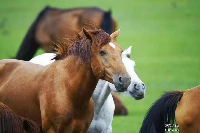 爱情中拒绝粘腻 反而更有魅力的生肖女 风花雪月是什么生肖_什么生肖女拒绝所有暧昧_女教授的魅力中字下载
