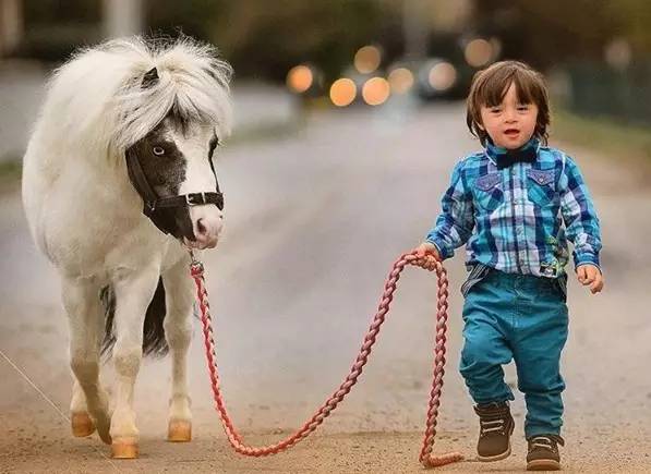 新浪“马小萌”奖！选一匹你最爱的萌马宝宝