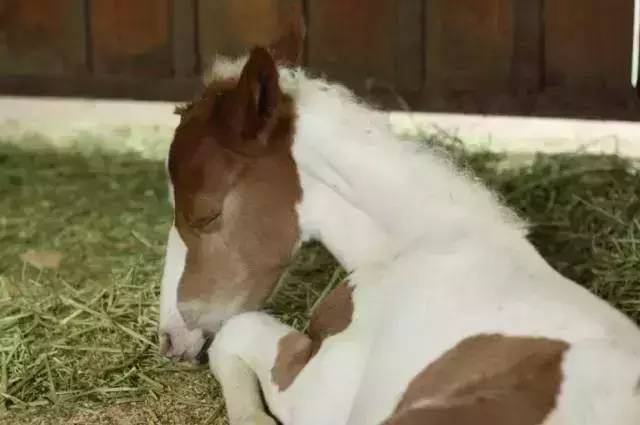 马宝宝有趣的小外号_爱帅宝宝本人新浪微博_马宝宝