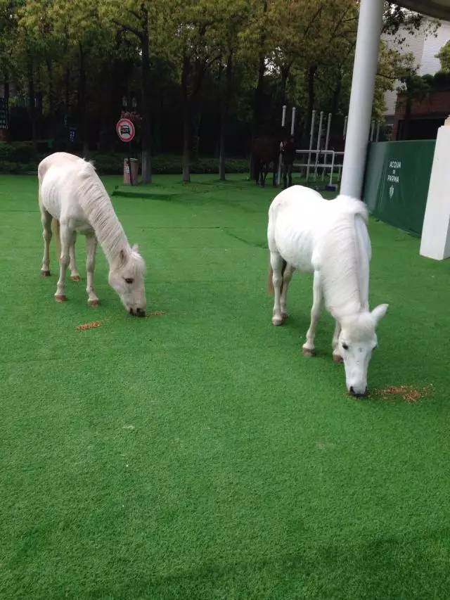 爱帅宝宝本人新浪微博_马宝宝有趣的小外号_马宝宝