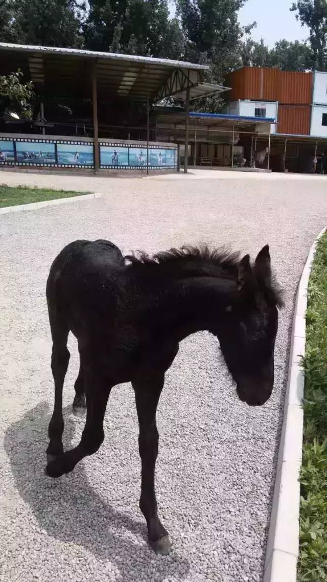马宝宝有趣的小外号_爱帅宝宝本人新浪微博_马宝宝