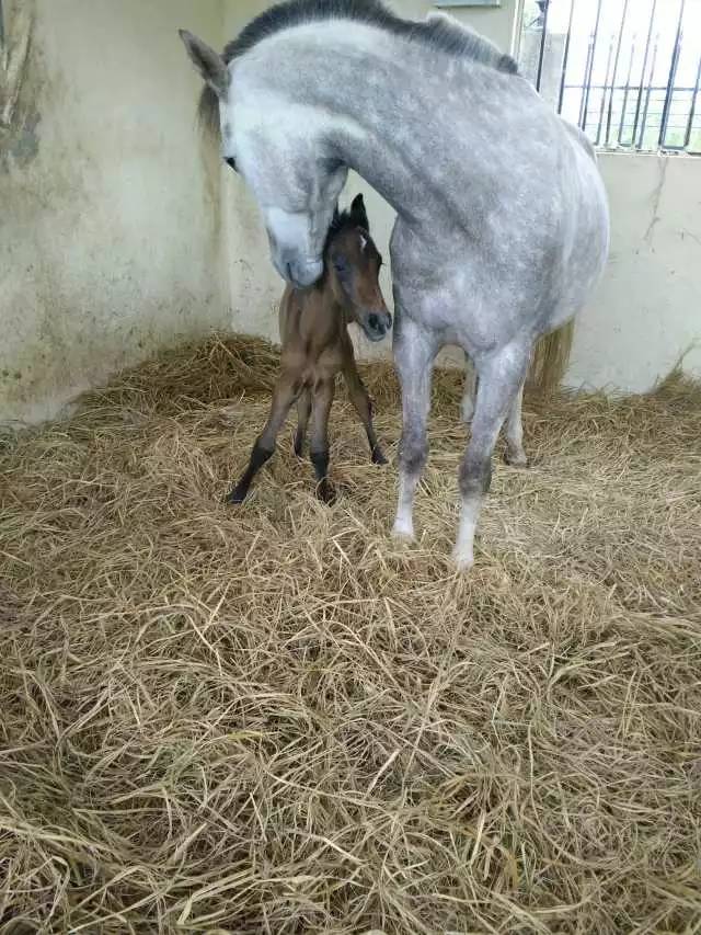 爱帅宝宝本人新浪微博_马宝宝_马宝宝有趣的小外号