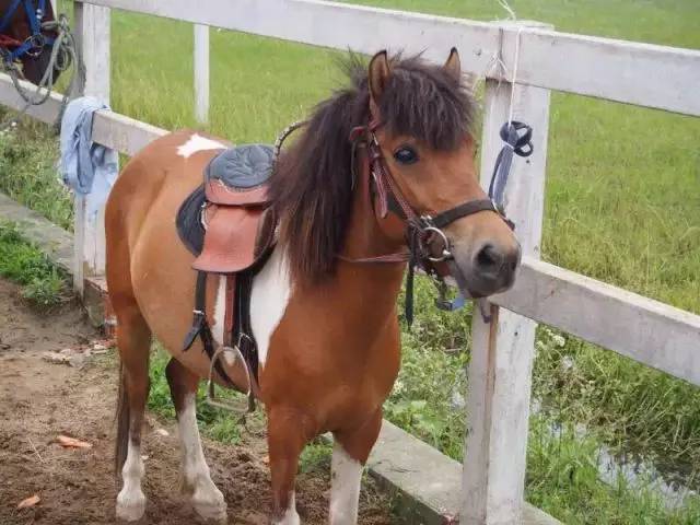 马宝宝_爱帅宝宝本人新浪微博_马宝宝有趣的小外号