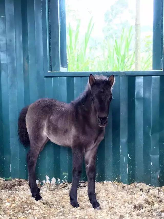 马宝宝有趣的小外号_爱帅宝宝本人新浪微博_马宝宝