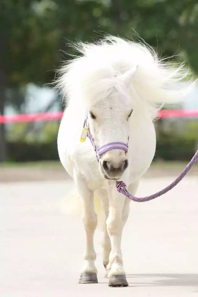 马宝宝_马宝宝有趣的小外号_爱帅宝宝本人新浪微博