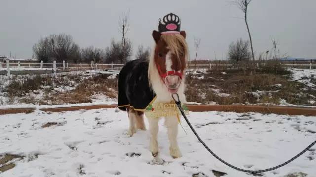 马宝宝有趣的小外号_爱帅宝宝本人新浪微博_马宝宝