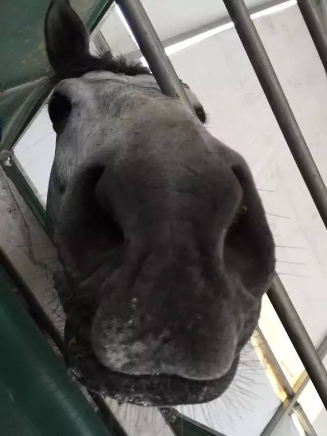 马宝宝_爱帅宝宝本人新浪微博_马宝宝有趣的小外号