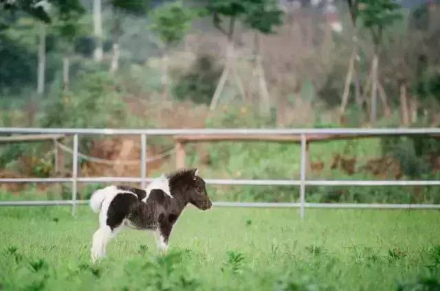 马宝宝有趣的小外号_爱帅宝宝本人新浪微博_马宝宝