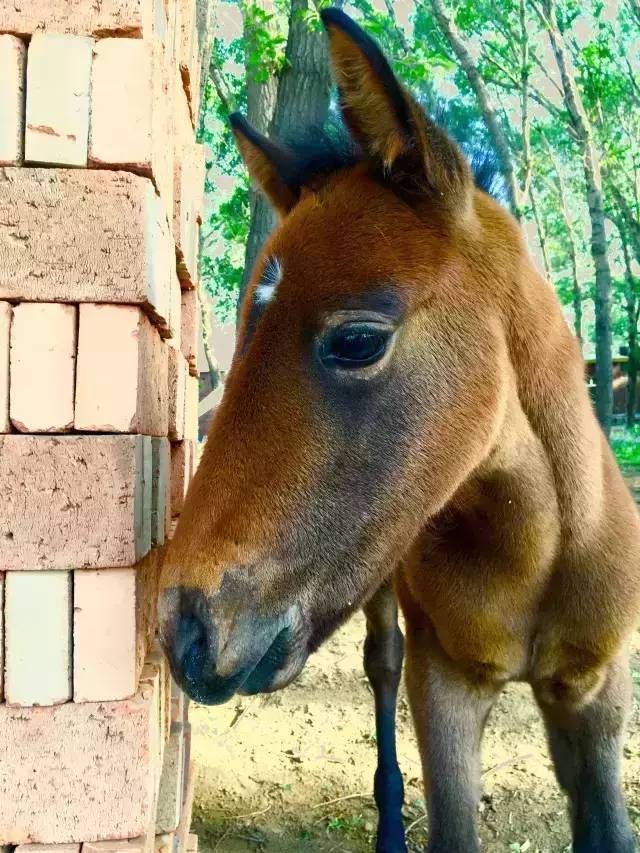 爱帅宝宝本人新浪微博_马宝宝_马宝宝有趣的小外号