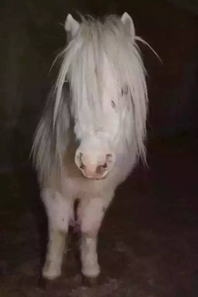 马宝宝_马宝宝有趣的小外号_爱帅宝宝本人新浪微博