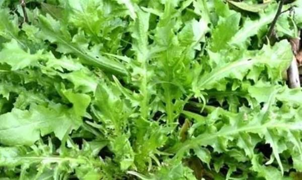 吃虾皮不能补钙?营养专家:3种真正补钙的食物,很多女性不爱吃 补钙女性吃什么_含钙高的食物_补钙对女性有什么好处