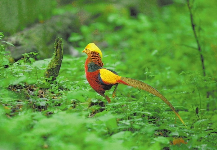 神农架林区:科学保护 赋能生态 神农架林区公示_神农架林区官网_神农架林区