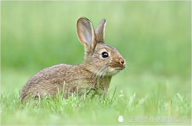 2021兔人的全年运势_属兔人的全年运势_属兔人本年运程