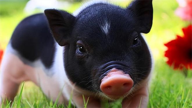 令男人越爱越深,不可能背叛的3大生肖女 牛属今年多大_牛属相和什么属相配_属牛