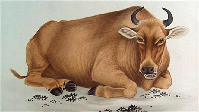 令男人越爱越深,不可能背叛的3大生肖女 牛属相和什么属相配_属牛_牛属今年多大