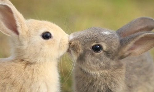 2023年属兔人的全年每月运势详解 属兔人的全年运势_属兔的全年运势_兔年属兔运势