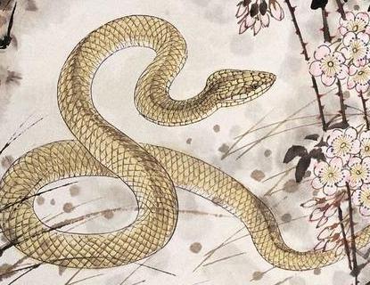 生肖蛇与生肖兔有什么差别?谁更厉害? 属相蛇配什么属相最好_蛇和什么属相最配_属相蛇配马好吗