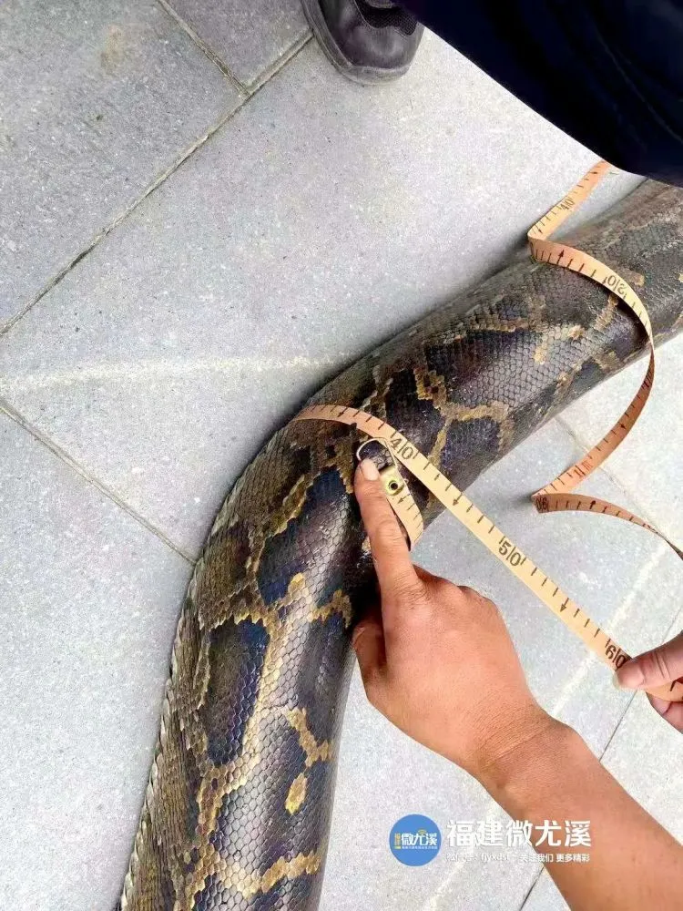 蟒蛇出洞生吞4只活鸡 被人擒获吐出3只(图) 蟒蛇吞人真实事件_蟒蛇吞人_蟒蛇吞吃人
