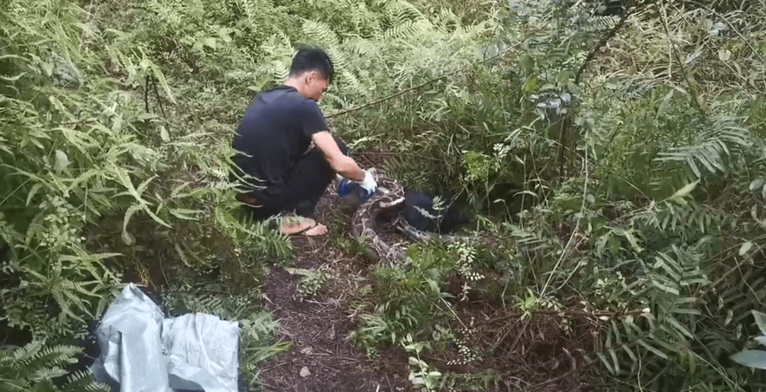 蟒蛇出洞生吞4只活鸡 被人擒获吐出3只(图) 蟒蛇吞人真实事件_蟒蛇吞人_蟒蛇吞吃人