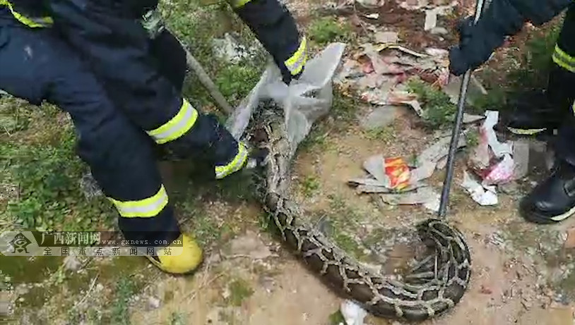 蟒蛇出洞生吞4只活鸡 被人擒获吐出3只(图) 蟒蛇吞人真实事件_蟒蛇吞吃人_蟒蛇吞人