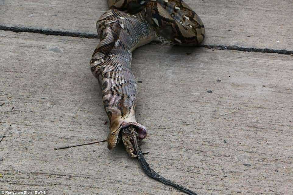 蟒蛇吞人_蟒蛇吞人真实事件_蟒蛇吞吃人