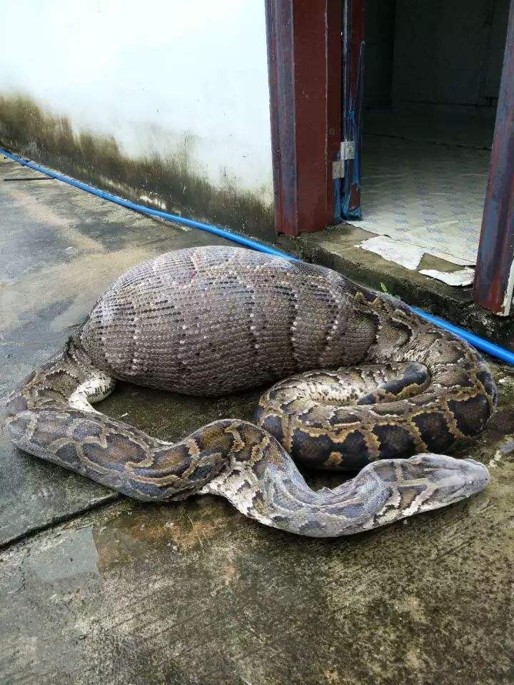 蟒蛇吞人真实事件_蟒蛇吞人_蟒蛇吞吃人