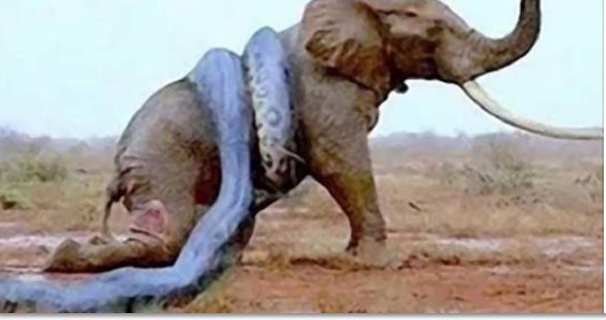 蟒蛇吞吃人_蟒蛇吞人_蟒蛇吞人真实事件