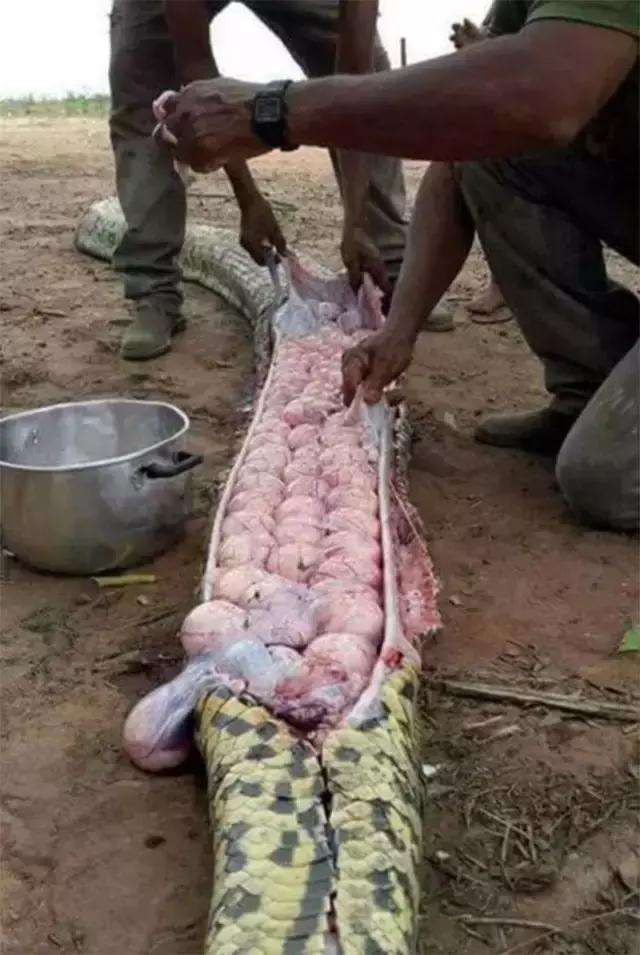 蟒蛇吞人_蟒蛇吞吃人_蟒蛇吞人真实事件