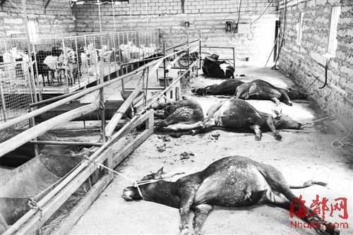 8头黄牛莫名接连死亡!村民:怀疑是人为 wow斡耳朵死亡之钟_死亡之钟_斡耳朵死亡之钟