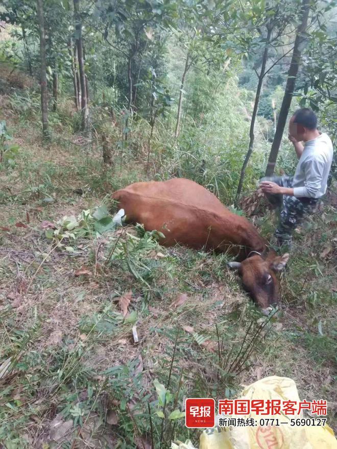 8头黄牛莫名接连死亡!村民:怀疑是人为 斡耳朵死亡之钟_死亡之钟_wow斡耳朵死亡之钟