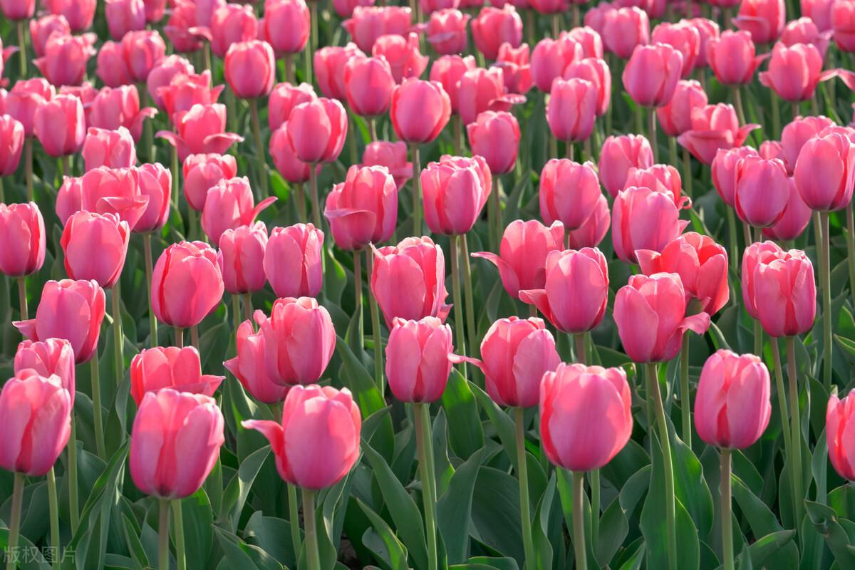 巨蟹座喜欢一个人的表现,以及教你如何拿捏巨蟹座!