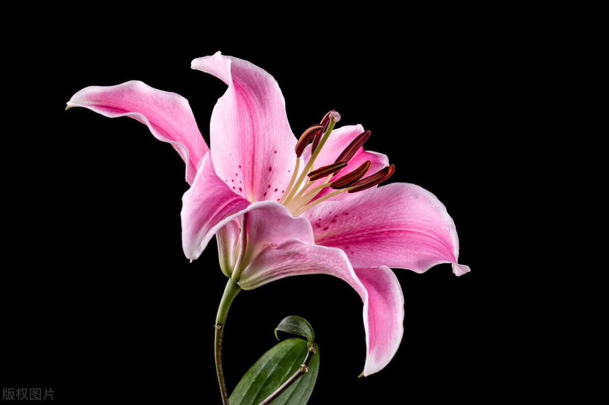 巨蟹座喜欢一个人的表现,以及教你如何拿捏巨蟹座! 巨蟹男的性格和脾气_巨蟹男_巨蟹男偏爱哪类女生