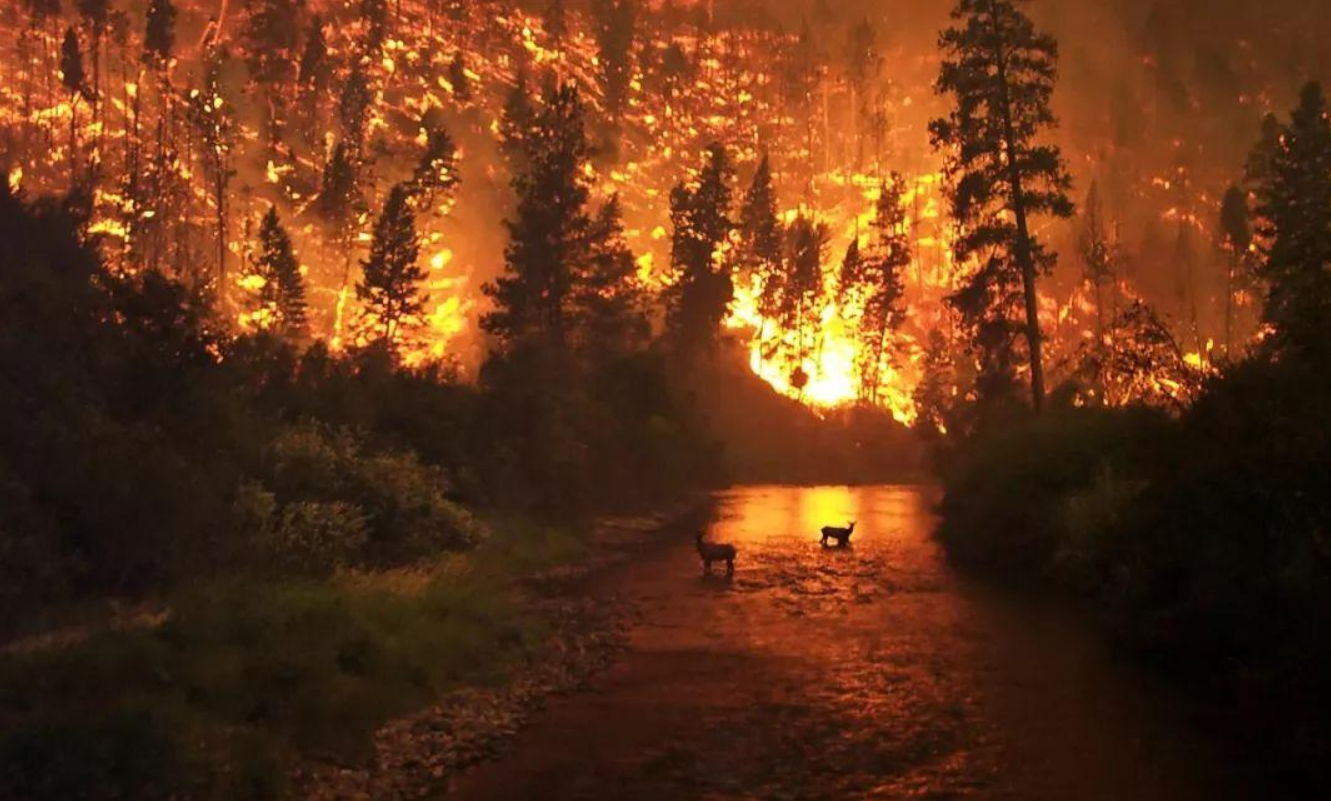 死亡之钟_死亡之钟是怎么回事_耳朵死亡之钟