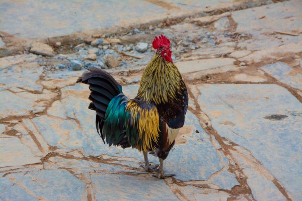1991属羊男的性格和脾气 1991属羊男的性格特征 属鸡的天蝎座性格好不好呢 属鸡天蝎座的性格特点